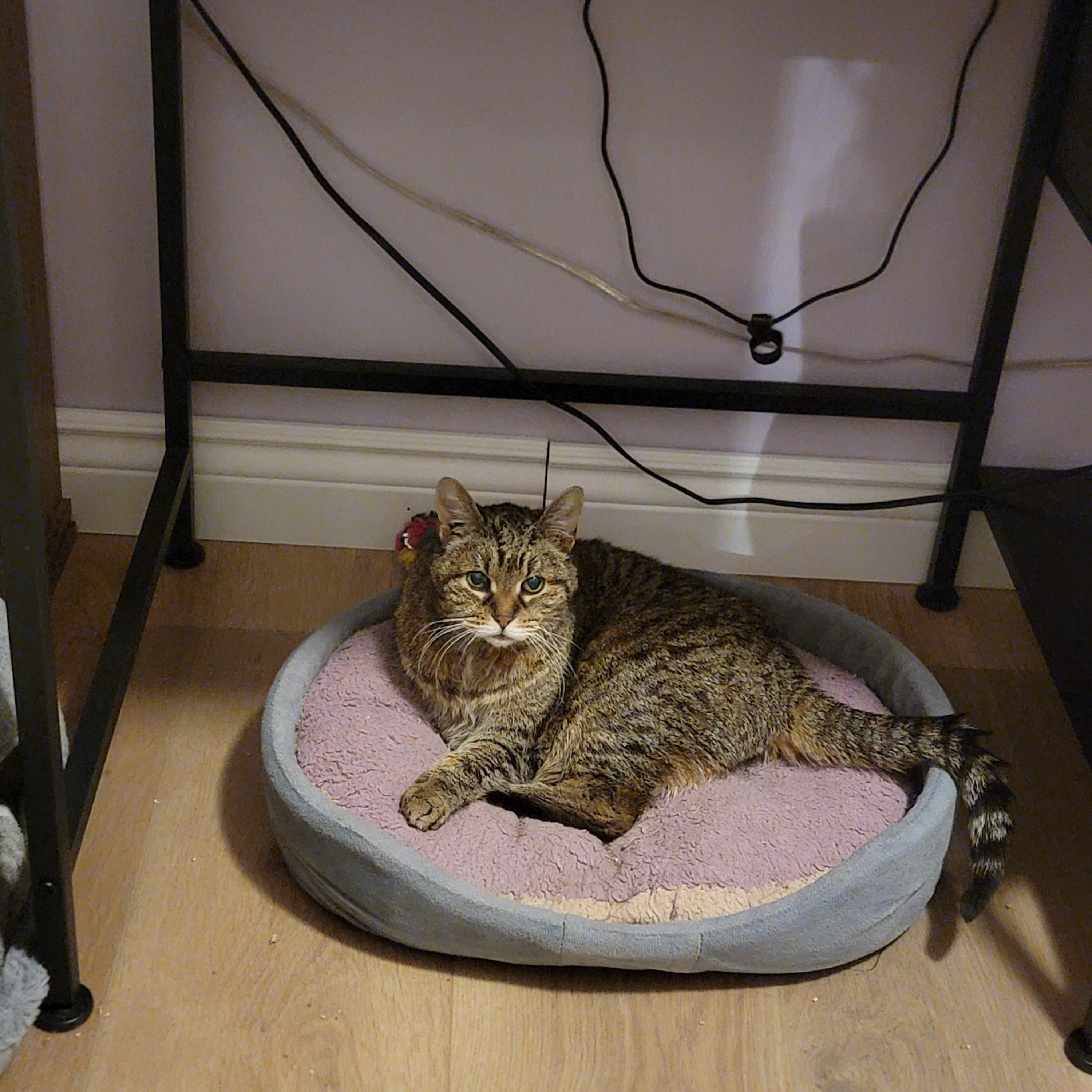 Cookies & Cream, a ADOPTABLE Domestic Short Hair in Toronto, ON image 5/6