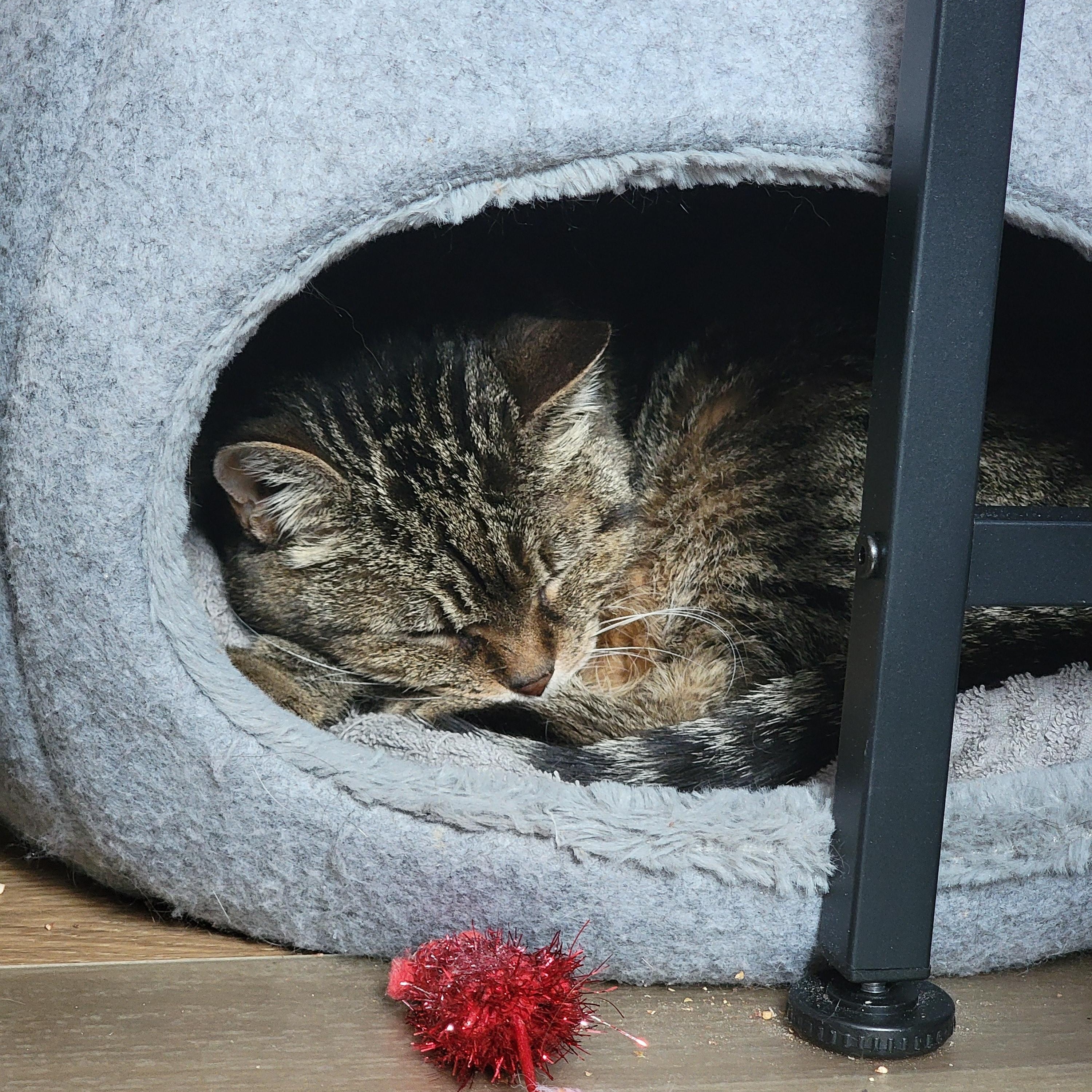 Cookies & Cream, a ADOPTABLE Domestic Short Hair in Toronto, ON image 2/6