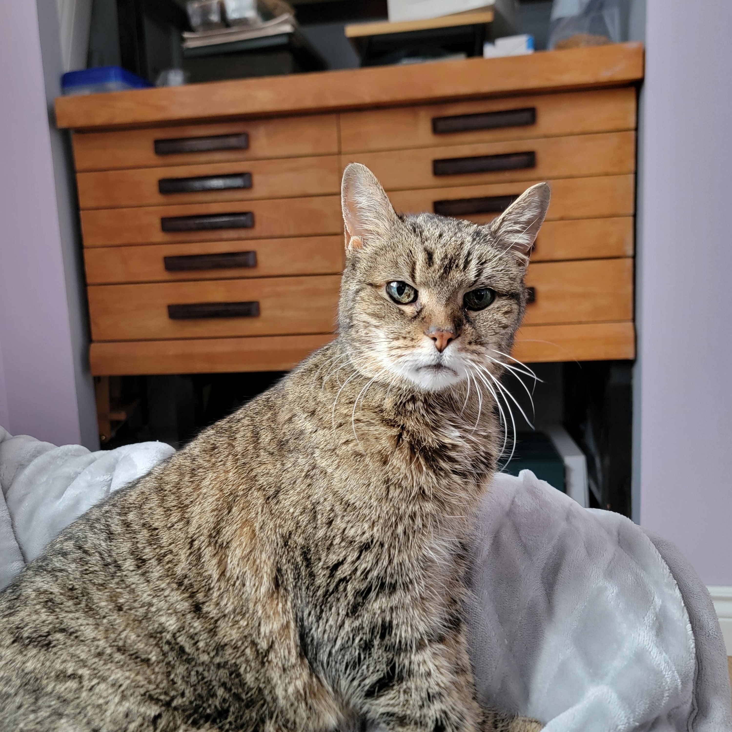 Cookies & Cream, ADOPTABLE, Senior Female Domestic Short Hair.
