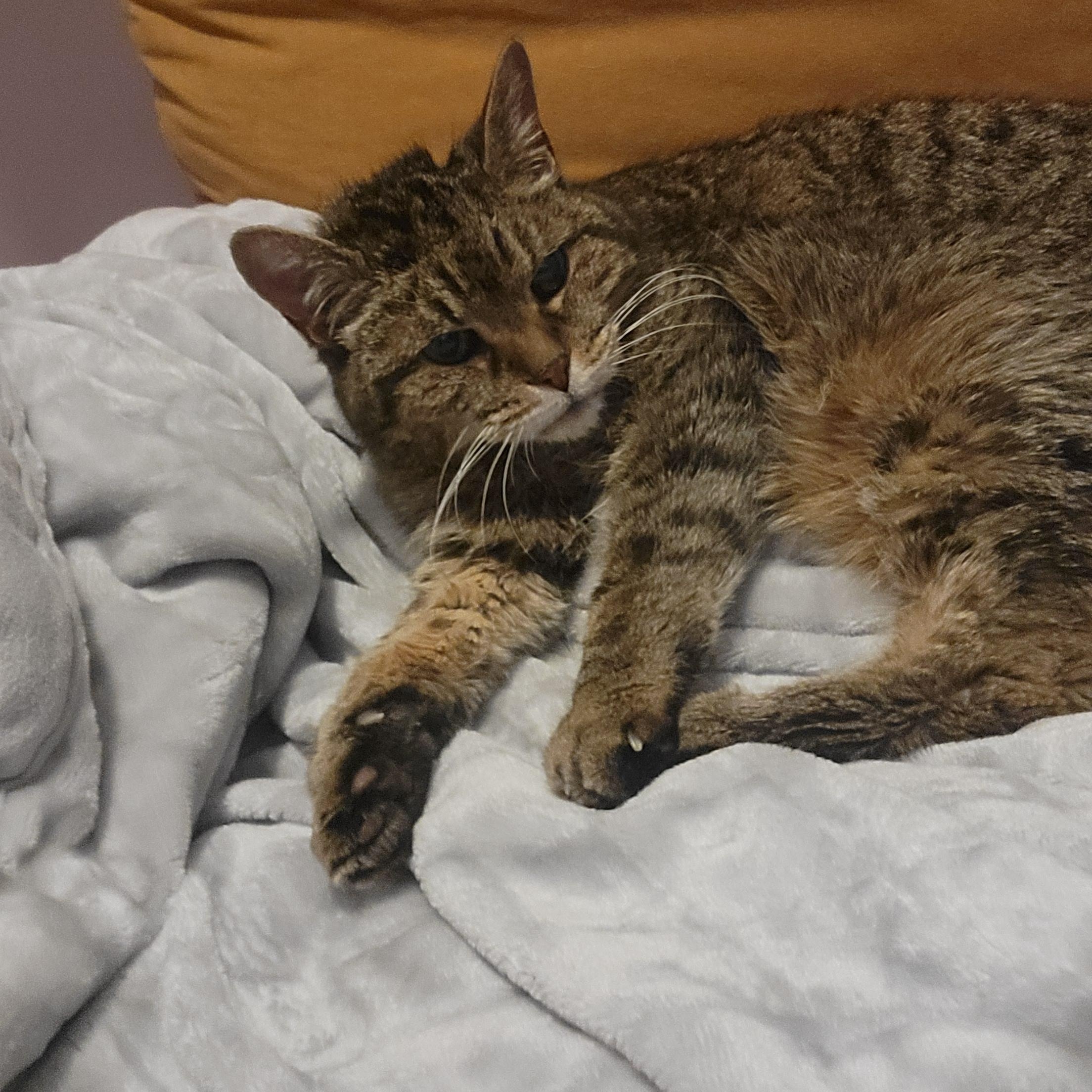 Cookies & Cream, a ADOPTABLE Domestic Short Hair in Toronto, ON image 6/6