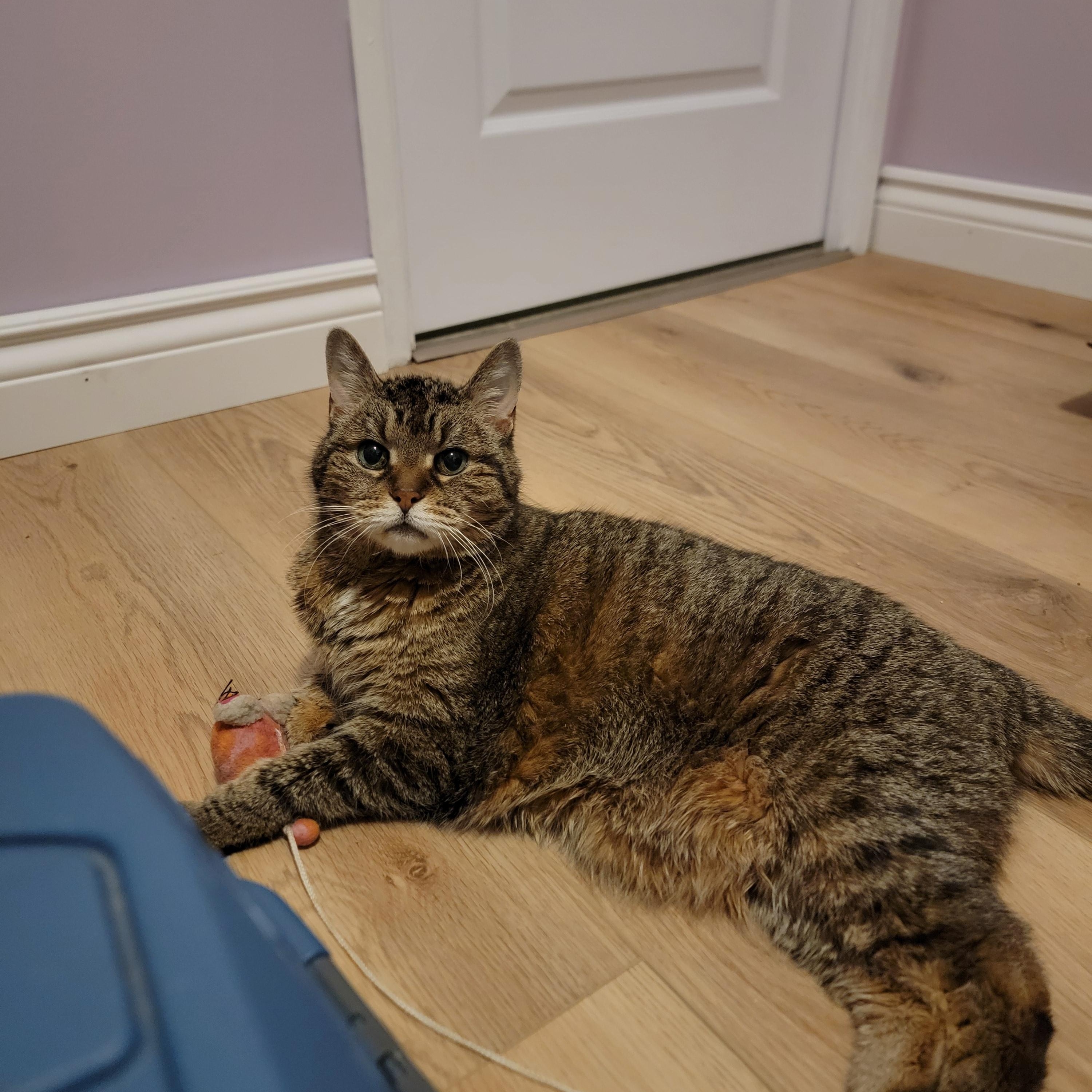 Cookies & Cream, a ADOPTABLE Domestic Short Hair in Toronto, ON image 4/6