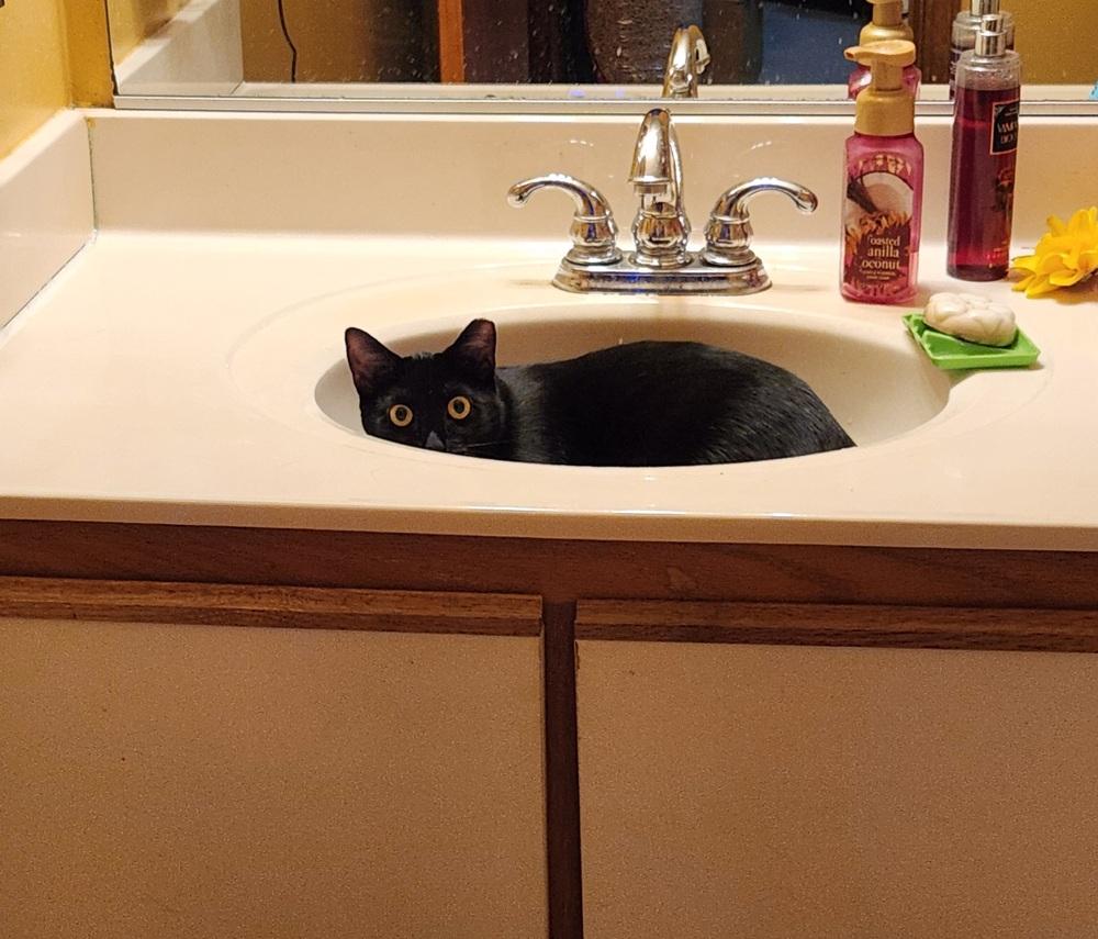 Margaret, Adoptable, Young Female Domestic Short Hair.
