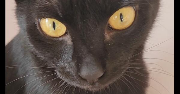 Enlarge Margaret, a Adoptable Domestic Short Hair in Virginia Beach, VA image 2/6