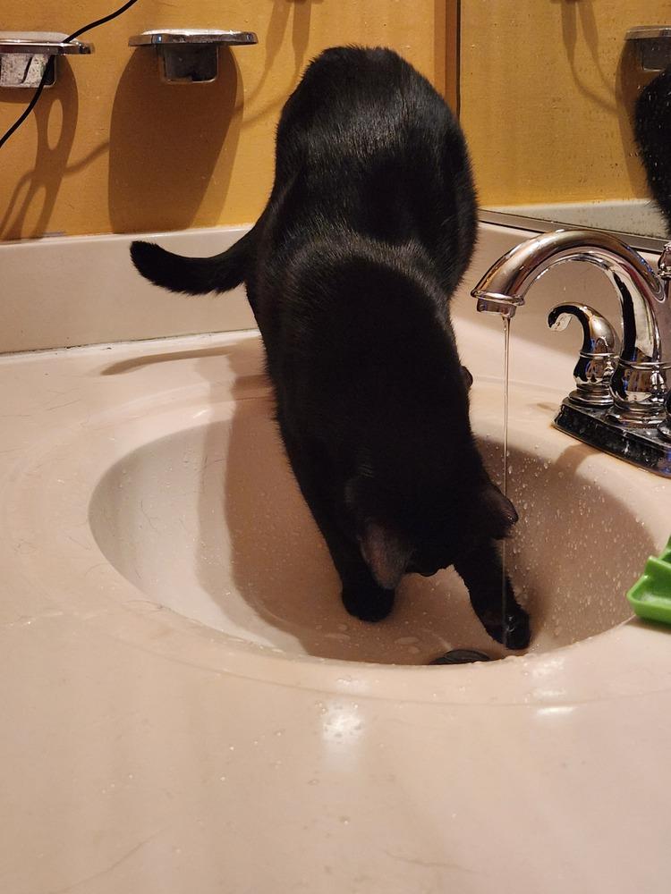 Enlarge Margaret, a Adoptable Domestic Short Hair in Virginia Beach, VA image 3/6