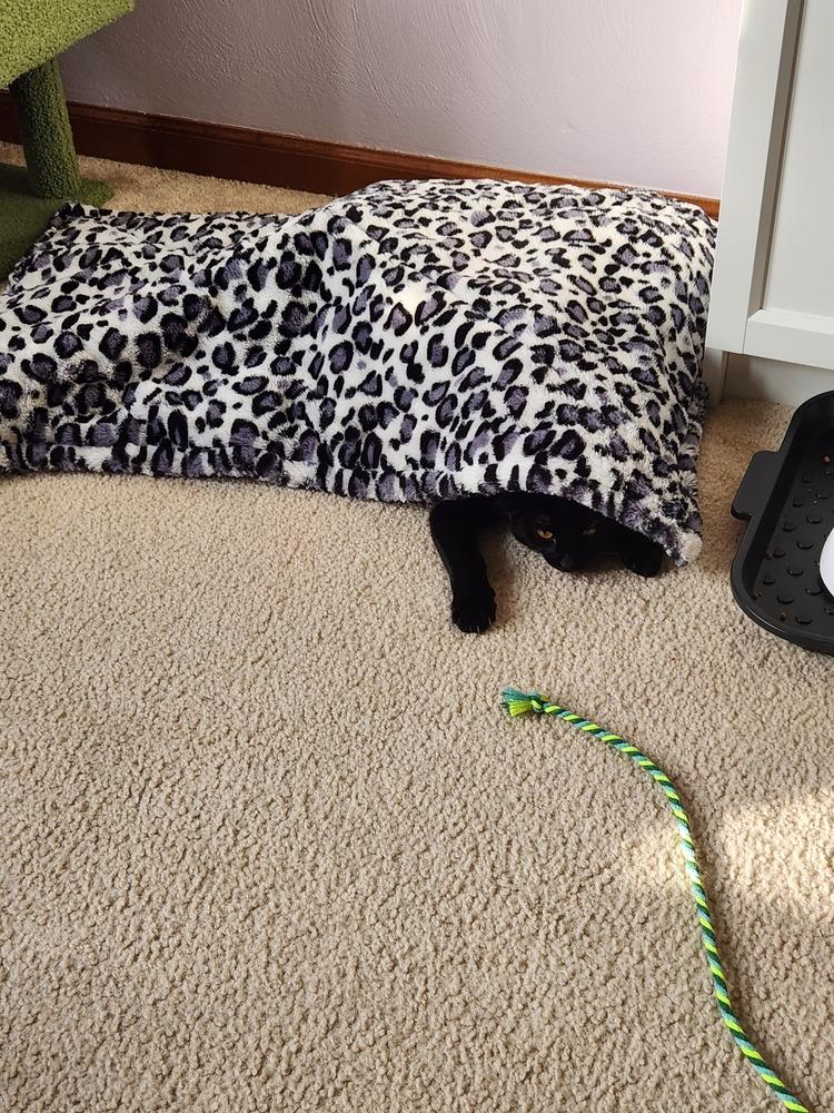 Enlarge Margaret, a Adoptable Domestic Short Hair in Virginia Beach, VA image 4/6