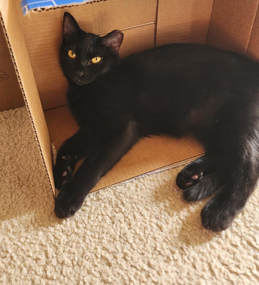 Enlarge Margaret, a Adoptable Domestic Short Hair in Virginia Beach, VA image 5/6