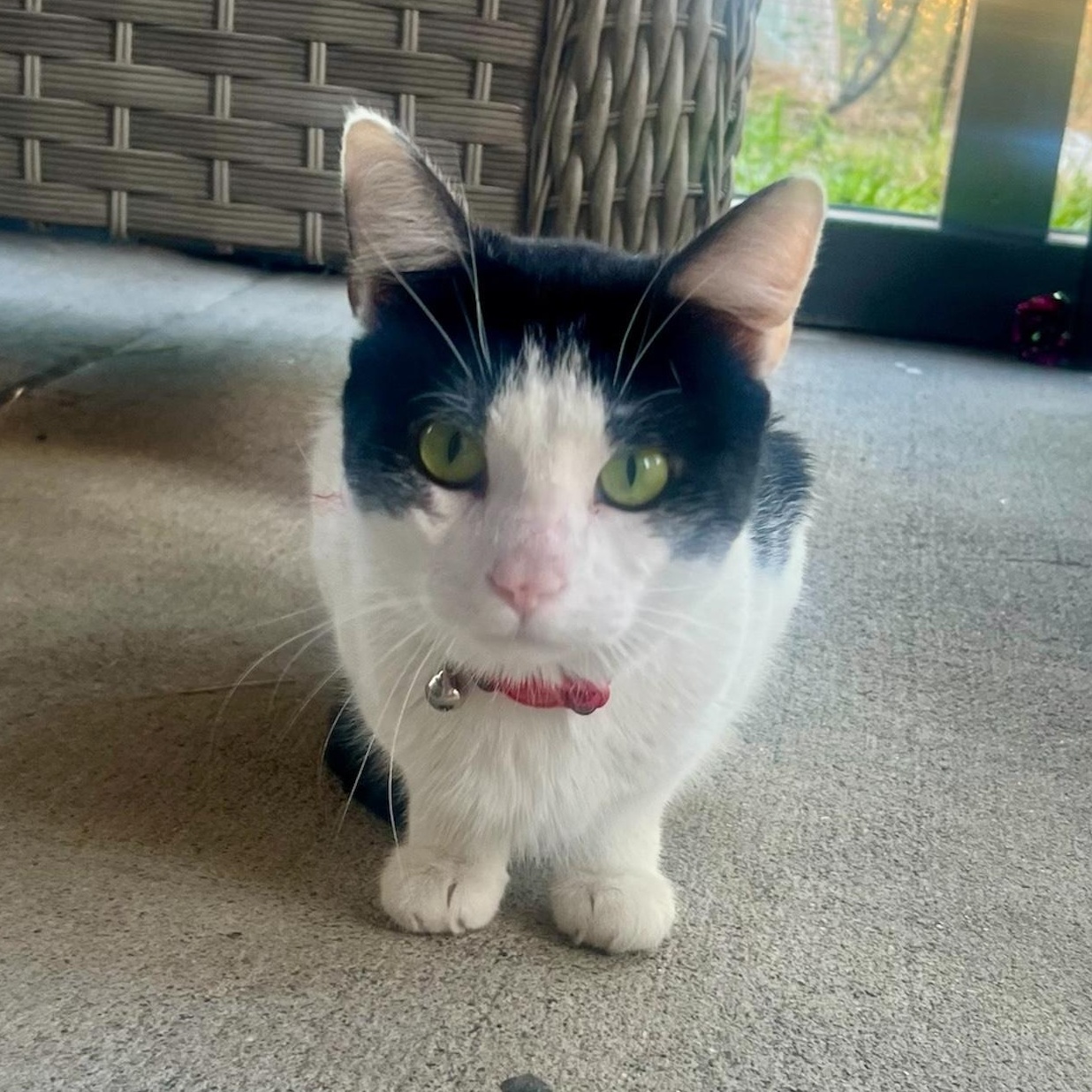 Enlarge Pollo, a ADOPTABLE Domestic Short Hair in Riverside, CA image 2/2