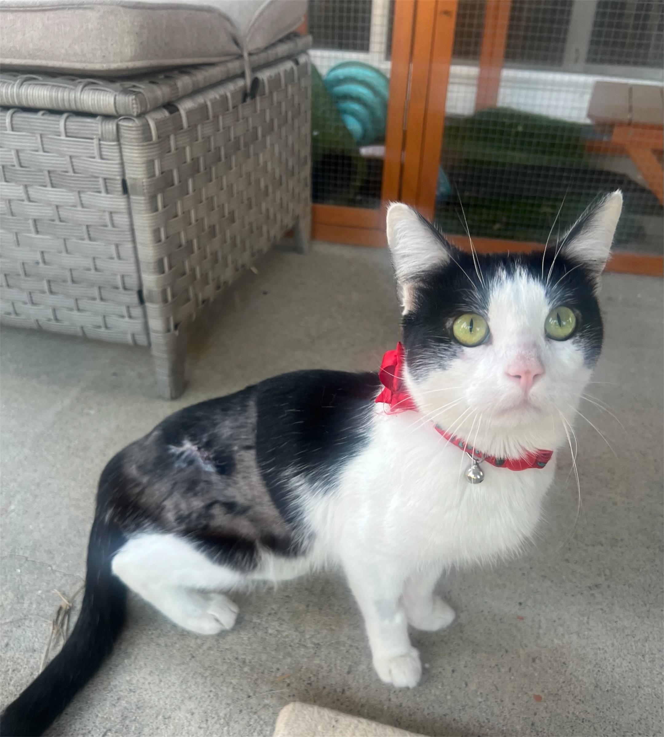 Enlarge Pollo, a ADOPTABLE Domestic Short Hair in Riverside, CA image 1/2