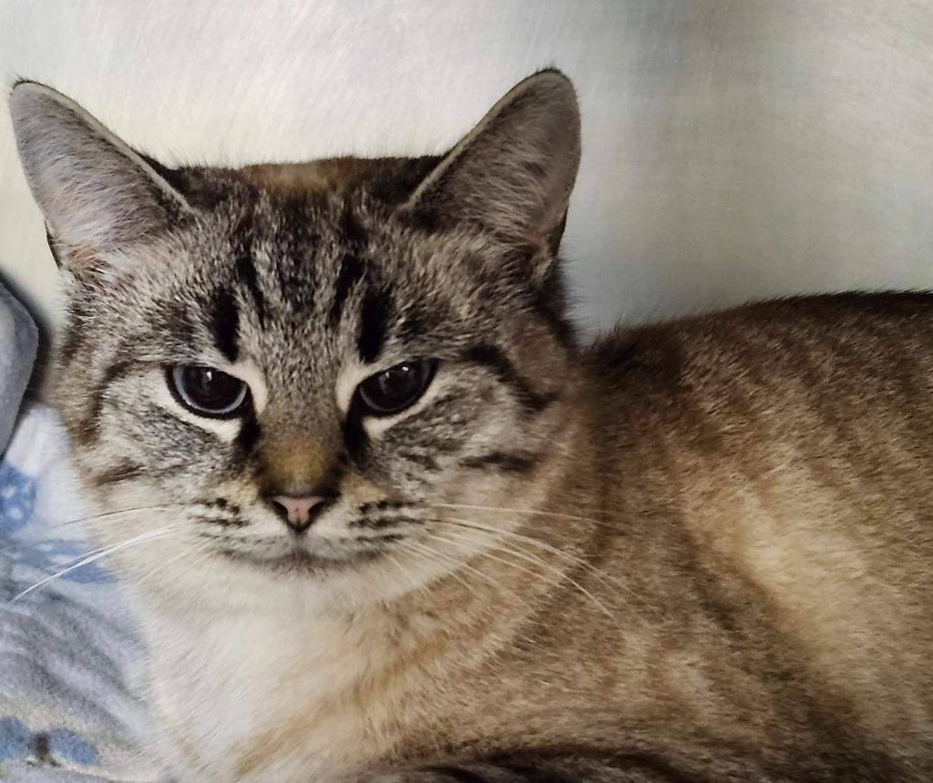 Spotted Leaf, a Adoptable mixed breed in Cincinnati, OH image 1/4