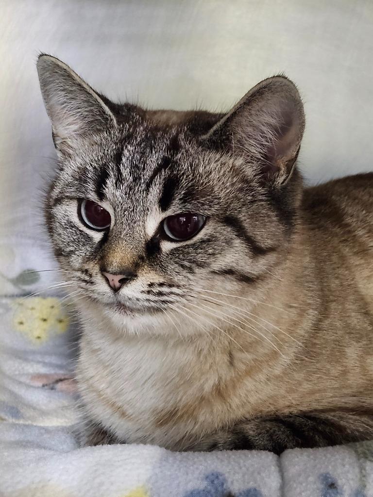 Spotted Leaf, a Adoptable mixed breed in Cincinnati, OH image 2/4