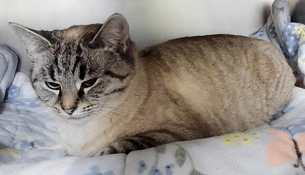 Spotted Leaf, a Adoptable mixed breed in Cincinnati, OH image 3/4