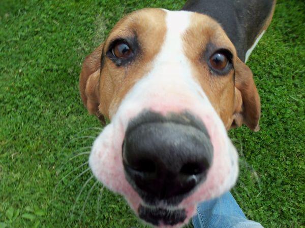 Freddie, Adopted, Adult Male Coonhound.