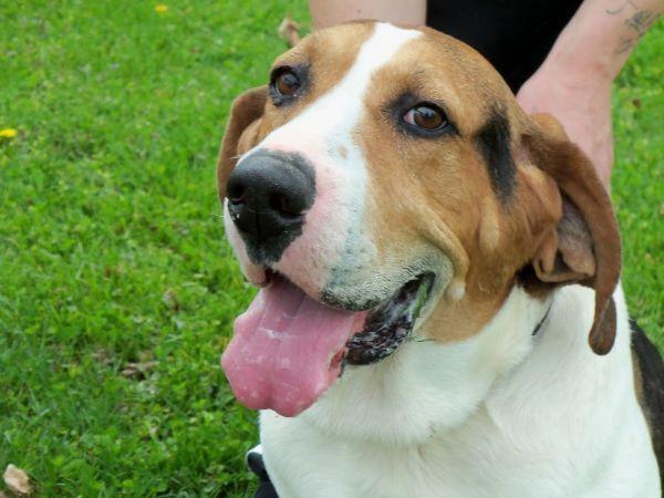 Freddie, a Adopted Coonhound in Osgood, IN image 3/5