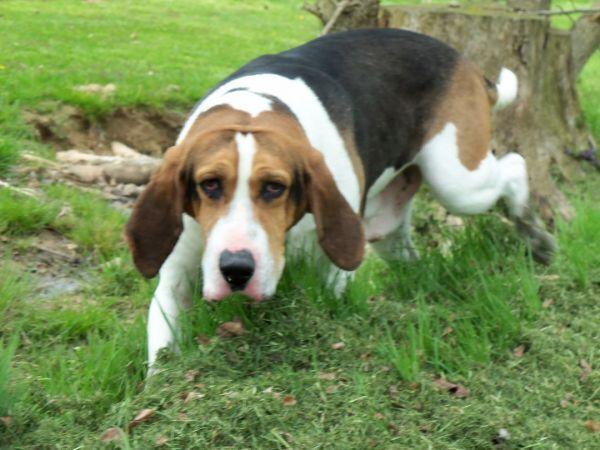 Freddie, a Adopted Coonhound in Osgood, IN image 4/5