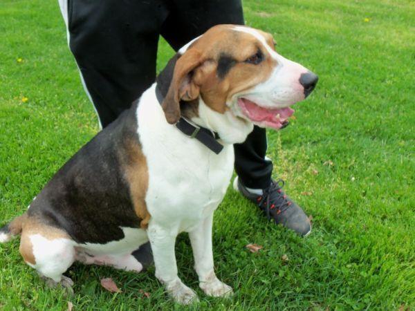 Freddie, a Adopted Coonhound in Osgood, IN image 5/5