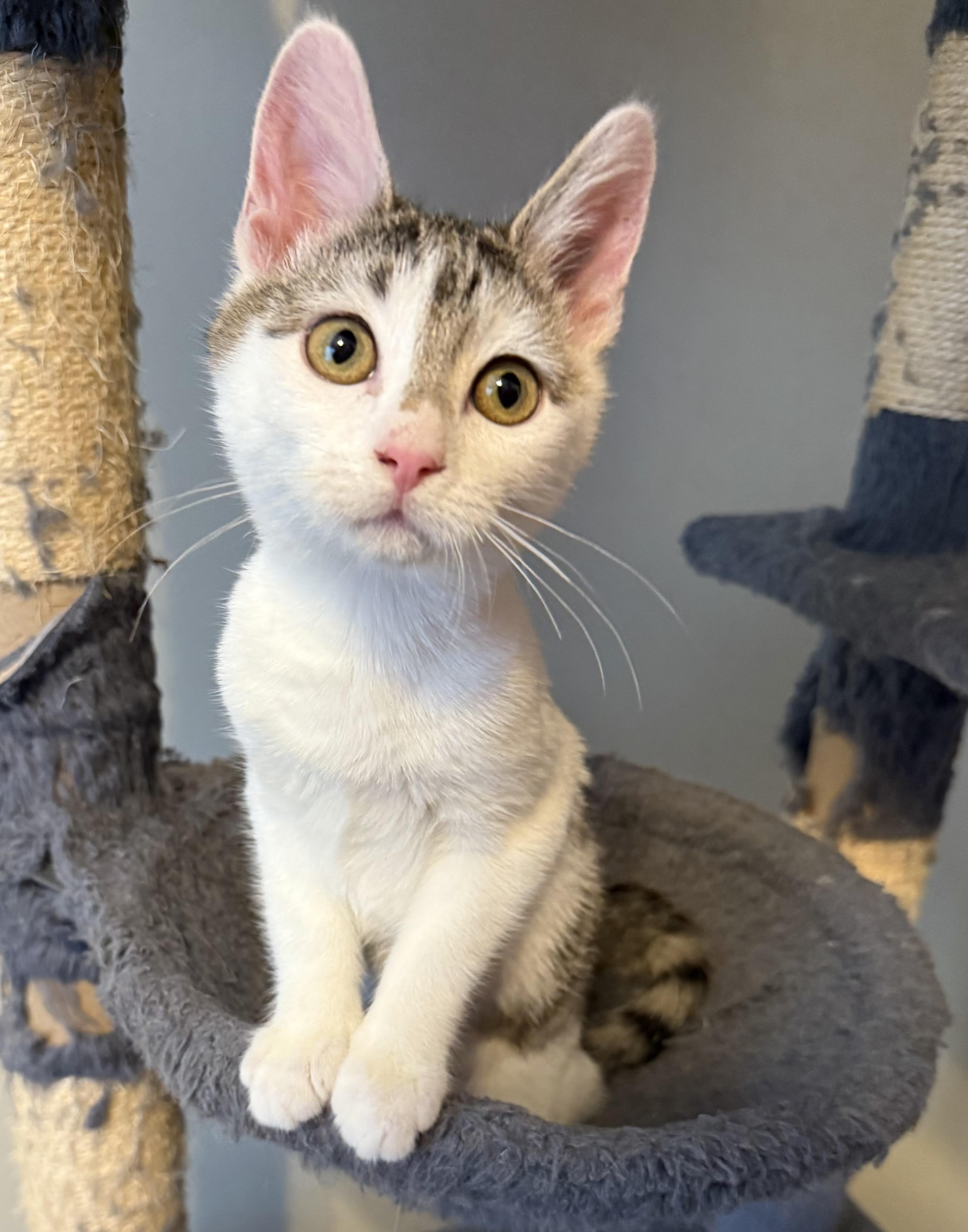 Mabel, Adoptable, Kitten Female Domestic Short Hair.