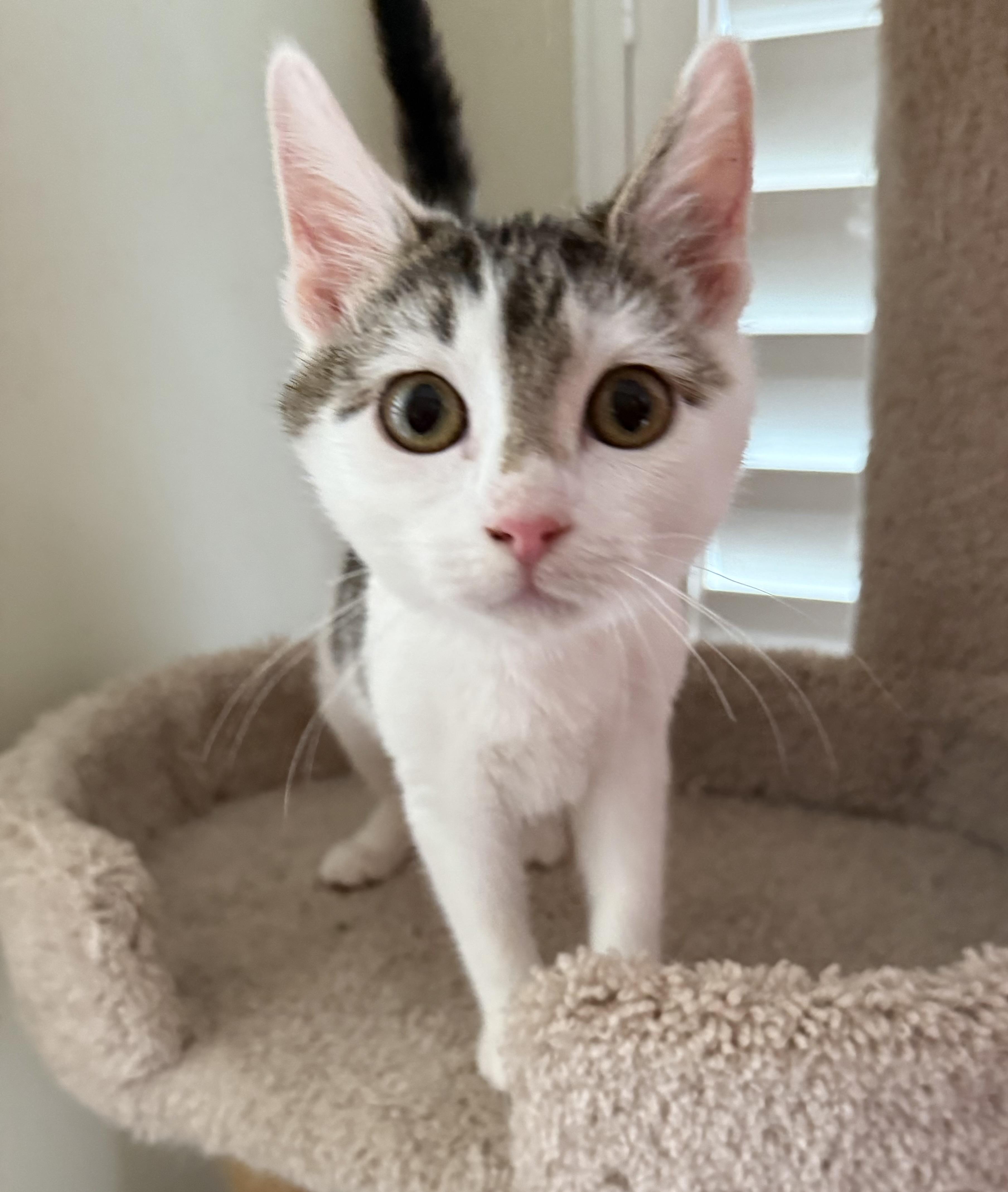 Mabel, a Adoptable Domestic Short Hair in Duluth, GA image 2/5