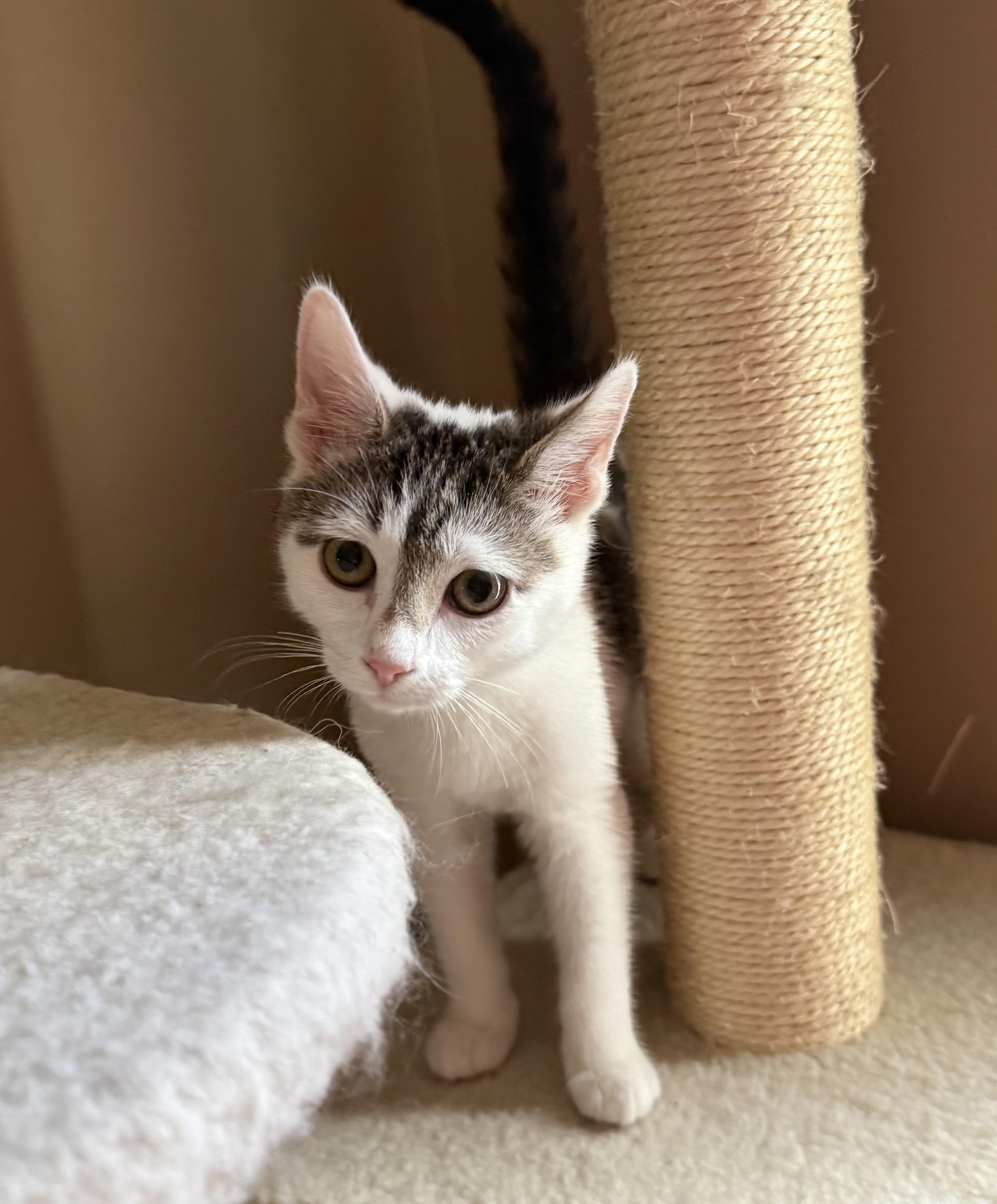 Mabel, a Adoptable Domestic Short Hair in Duluth, GA image 3/5