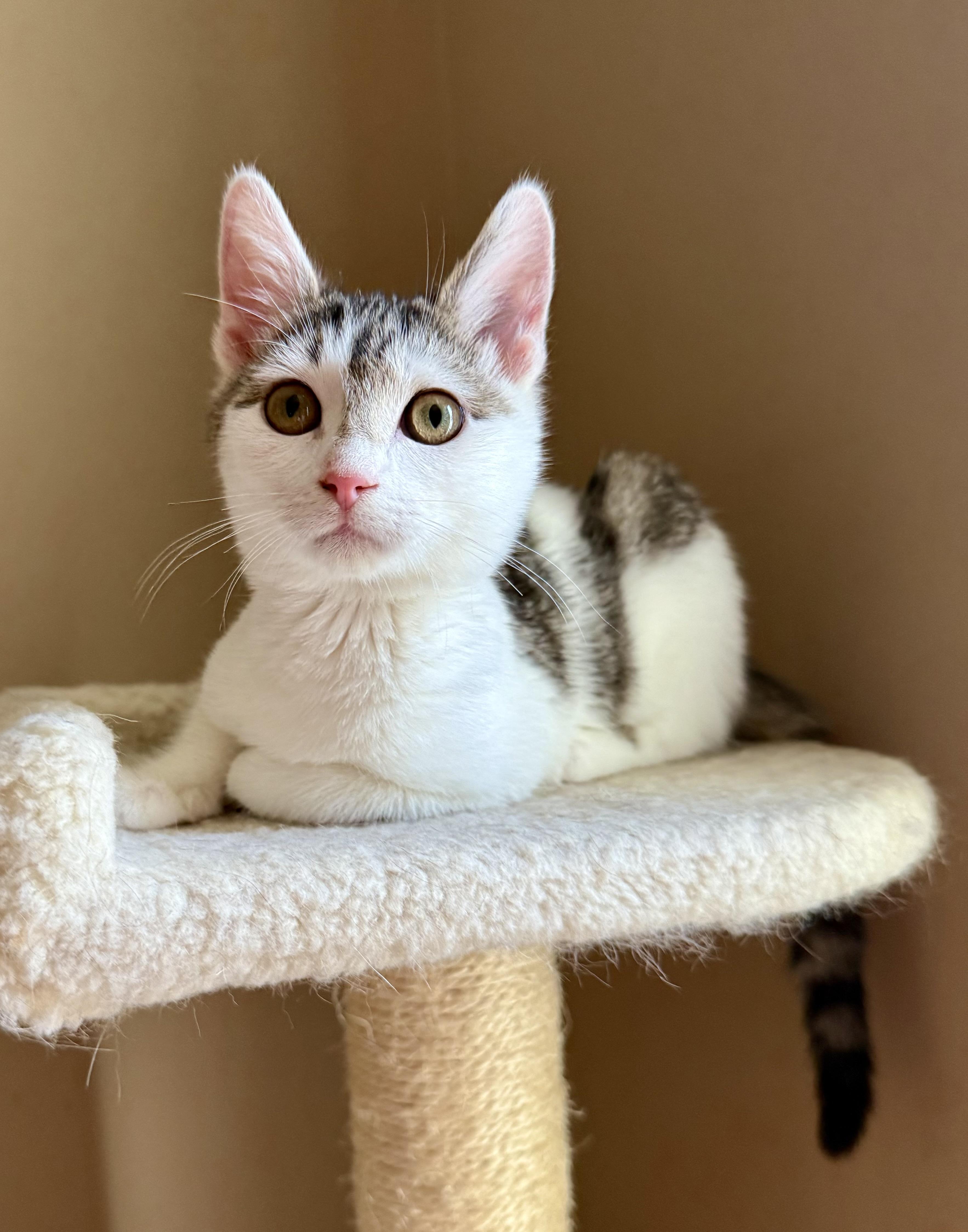 Mabel, a Adoptable Domestic Short Hair in Duluth, GA image 4/5