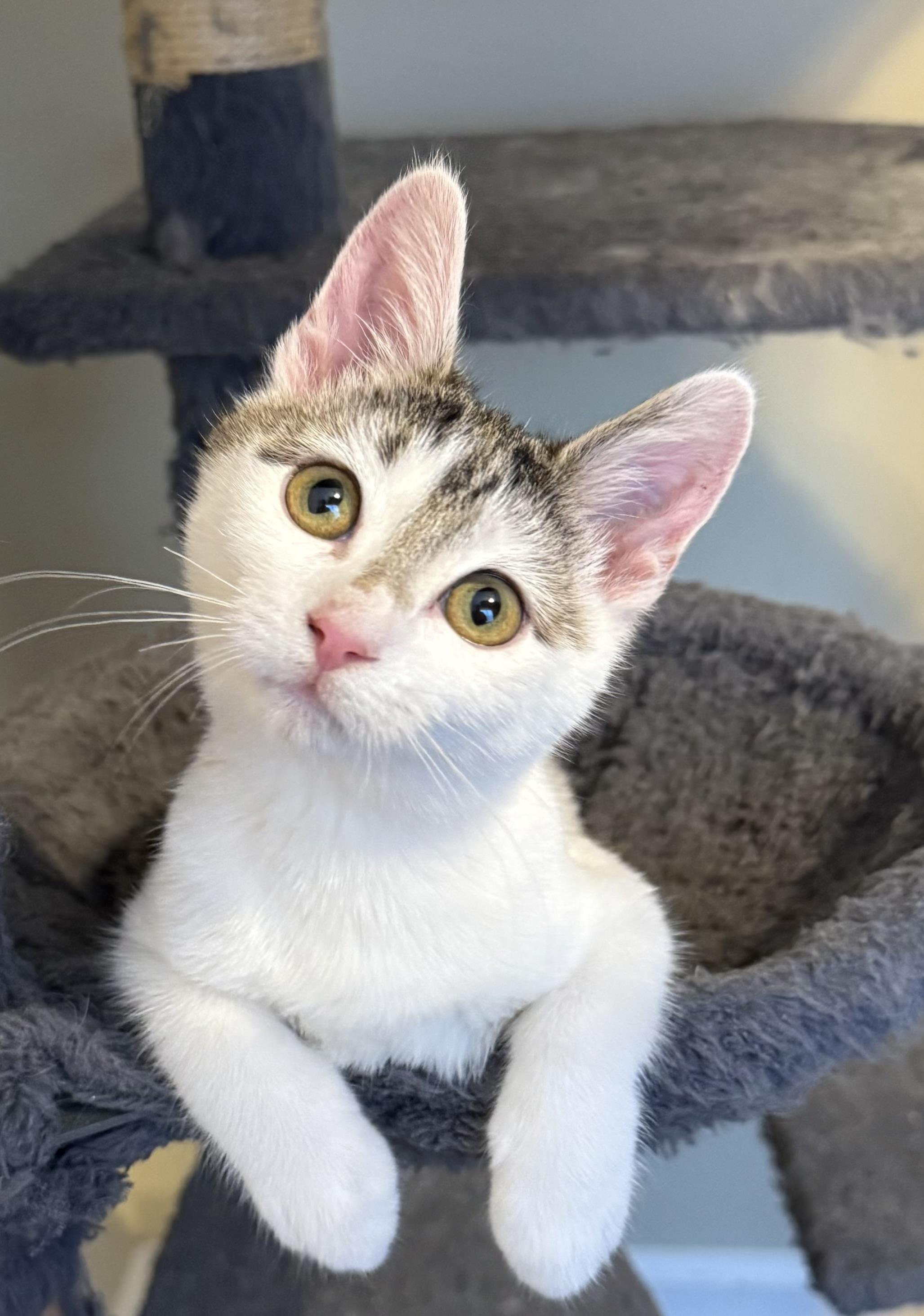 Mabel, a Adoptable Domestic Short Hair in Duluth, GA image 5/5