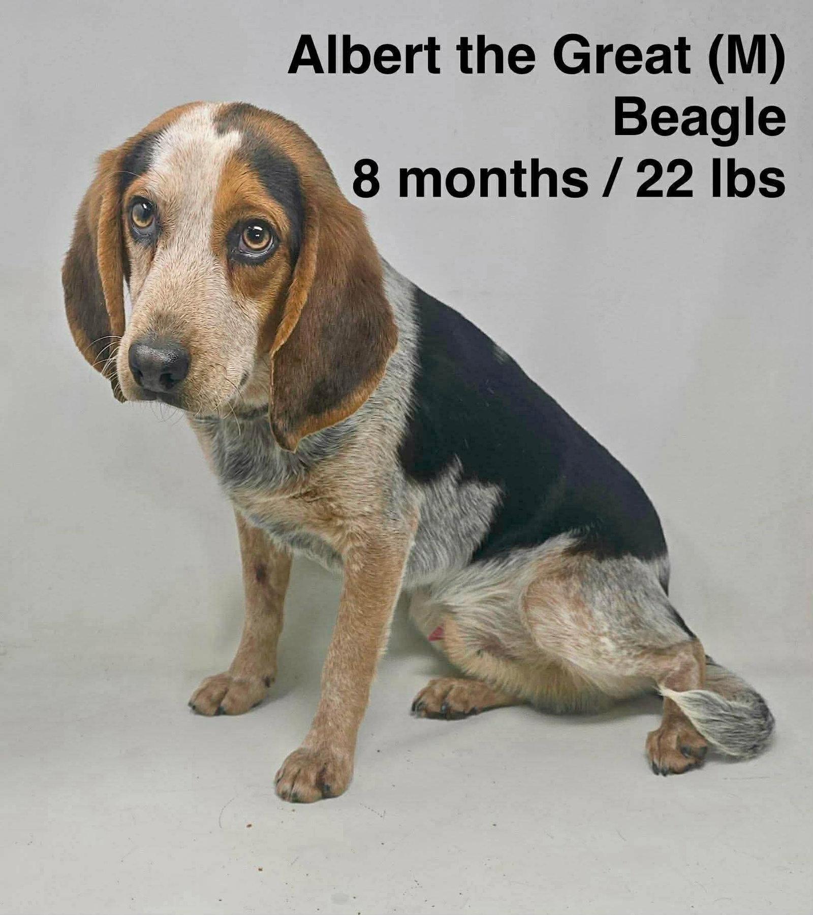 Enlarge Albert the Great, a Adoptable Beagle in Pomfret Center, CT image 1/3