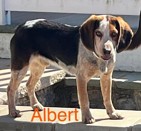 Enlarge Albert the Great, a Adoptable Beagle in Pomfret Center, CT image 2/3