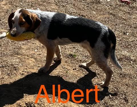 Enlarge Albert the Great, a Adoptable Beagle in Pomfret Center, CT image 3/3