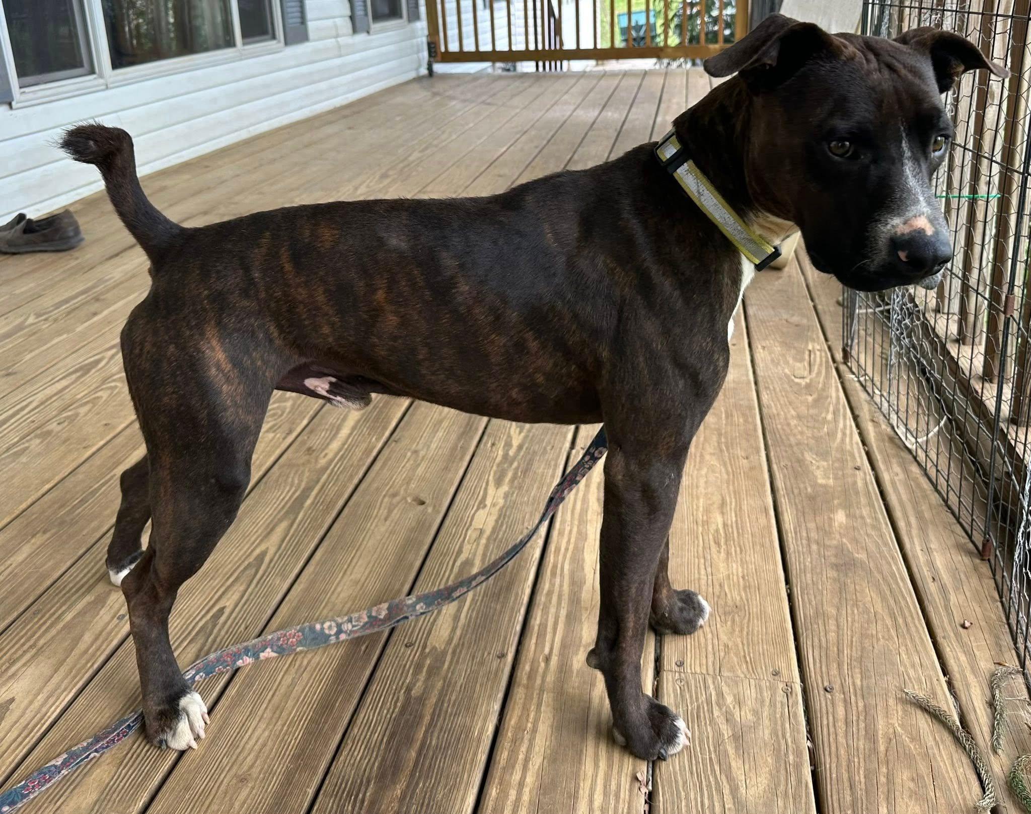 Enlarge Coco, a Adoptable mixed breed in Shelton, CT image 3/5