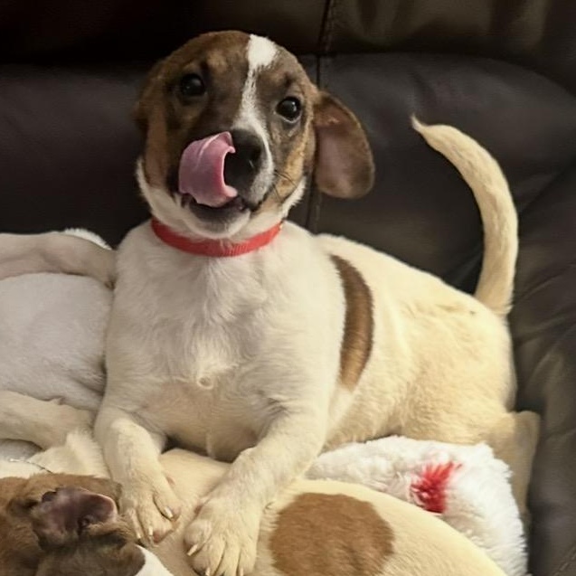 Arlo, a Adoptable Jack Russell Terrier in Richmond, VA image 1/6