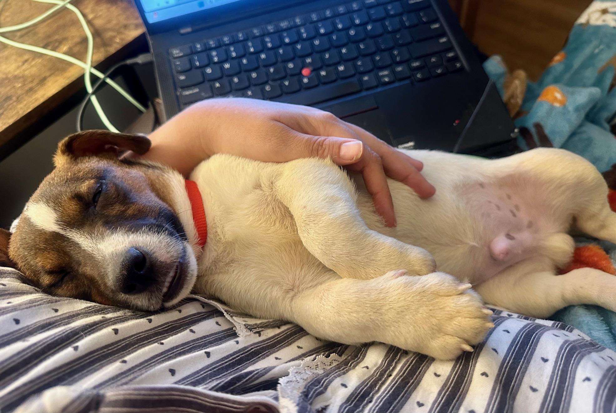 Arlo, a Adoptable Jack Russell Terrier in Richmond, VA image 3/6