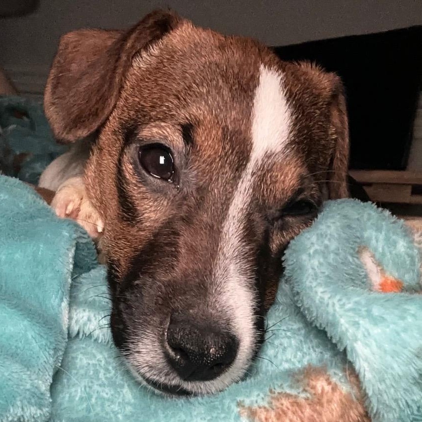 Arlo, a Adoptable Jack Russell Terrier in Richmond, VA image 6/6