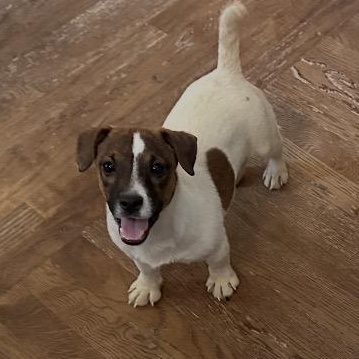 Arlo, a Adoptable Jack Russell Terrier in Richmond, VA image 5/6