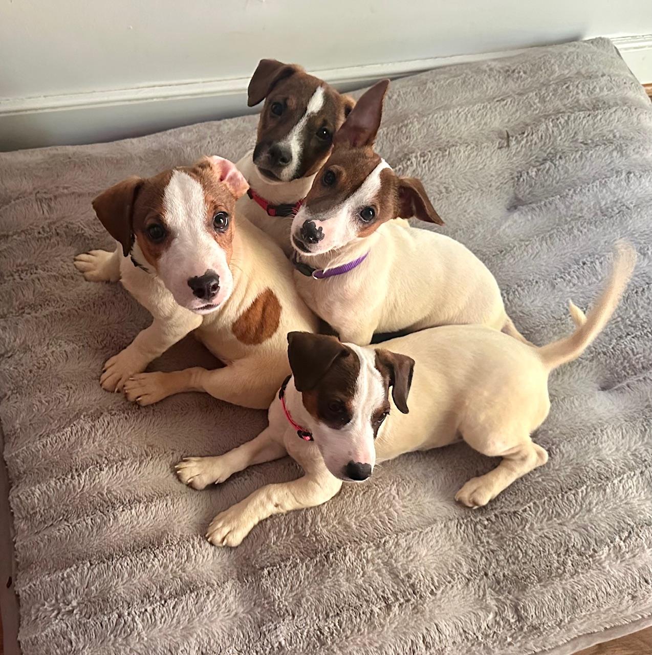 Arlo, a Adoptable Jack Russell Terrier in Richmond, VA image 4/6