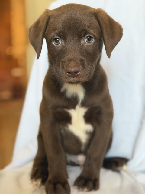 Pele, adopted, Puppy Male Chocolate Labrador Retriever.