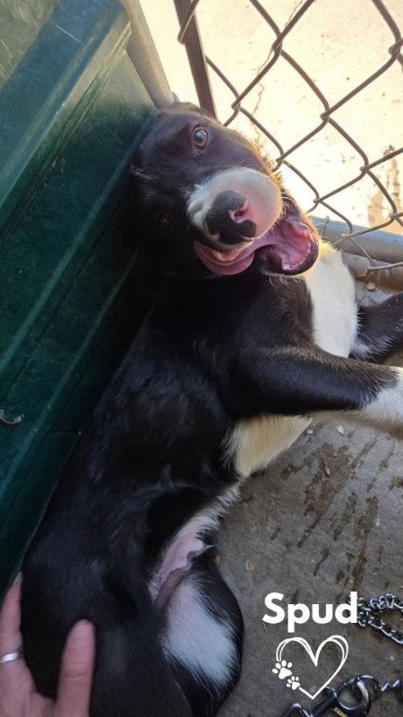 Enlarge Spud, a Adopted mixed breed in Monte Vista, CO image 1/1