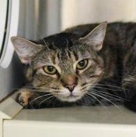 Anastasia, a ADOPTABLE Domestic Short Hair in Reisterstown, MD image 2/2
