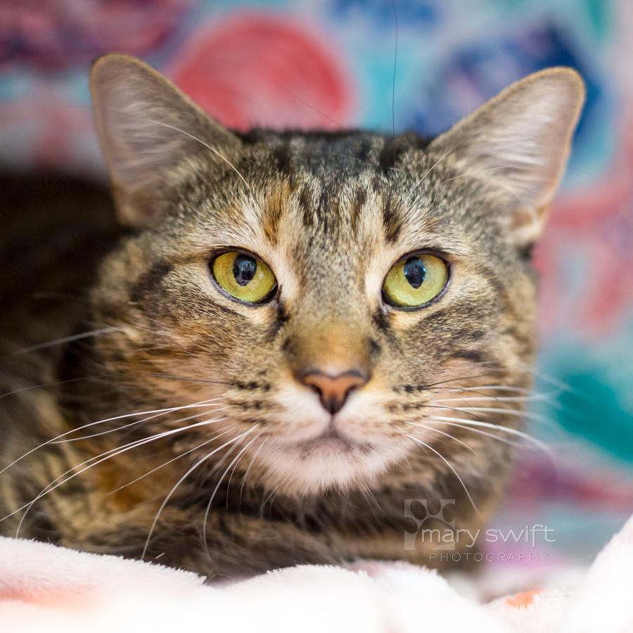Anastasia, a ADOPTABLE Domestic Short Hair in Reisterstown, MD image 1/2
