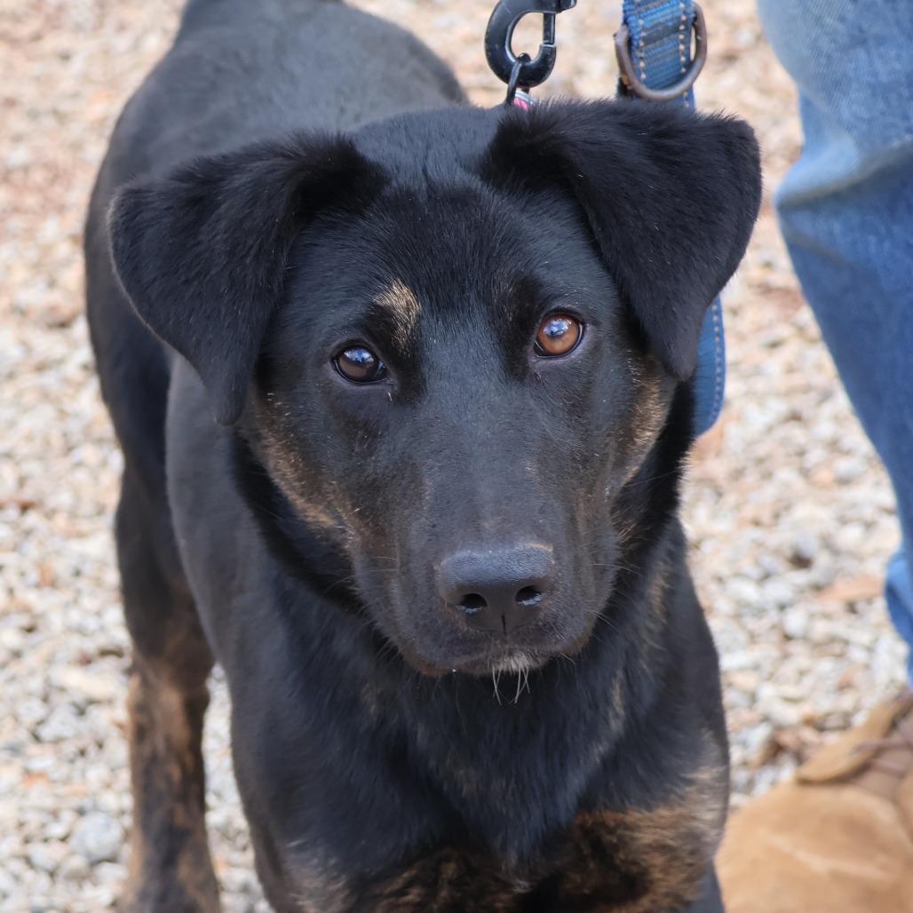 Tucker, Adoptable, Young Female German Shepherd Dog.