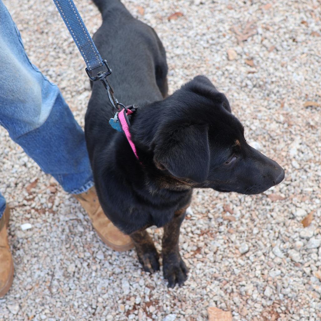Enlarge Tucker, a Adoptable German Shepherd Dog in Delta, AL image 3/3