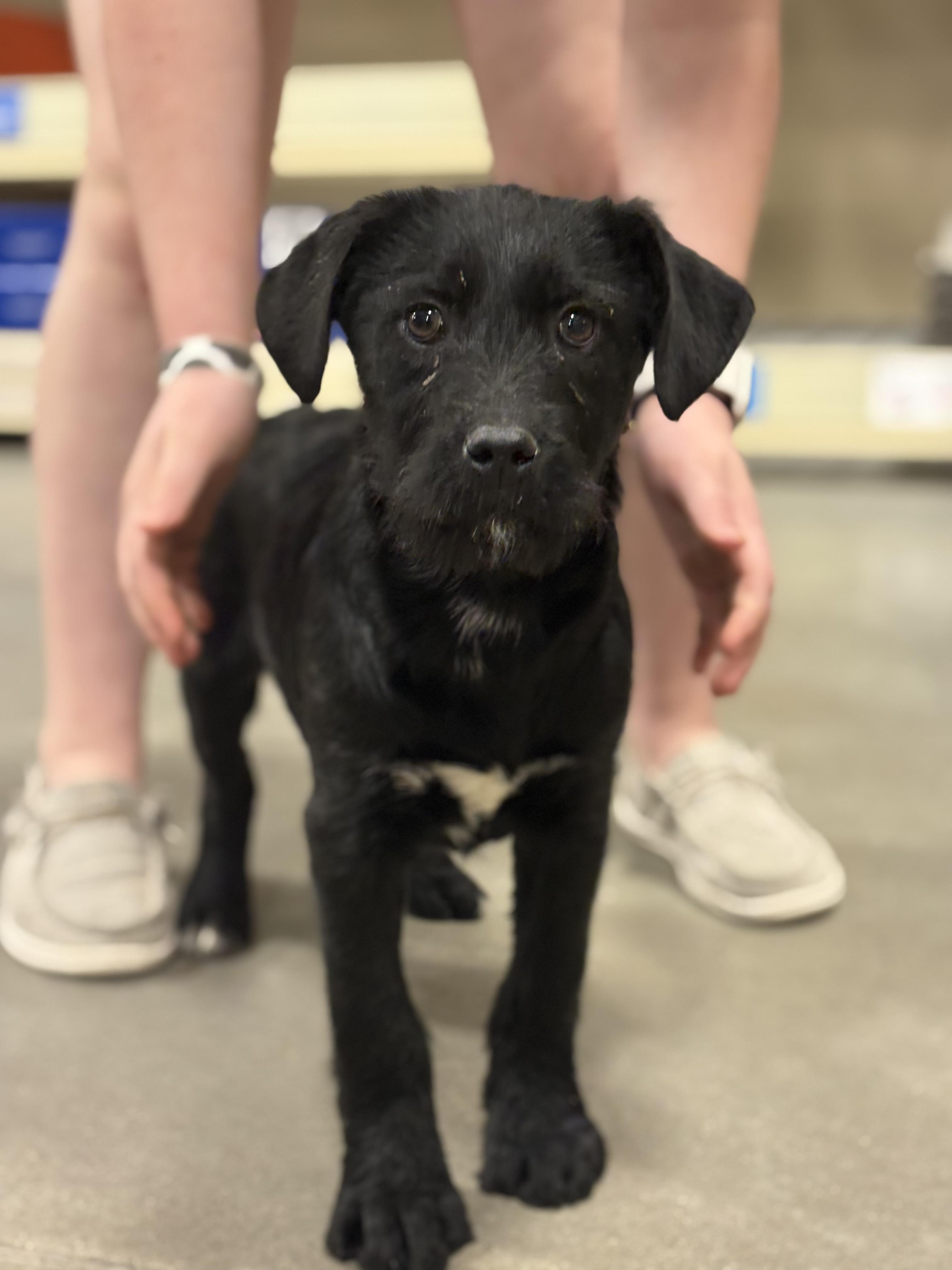 Sprite, adopted, Puppy Female Labrador Retriever.