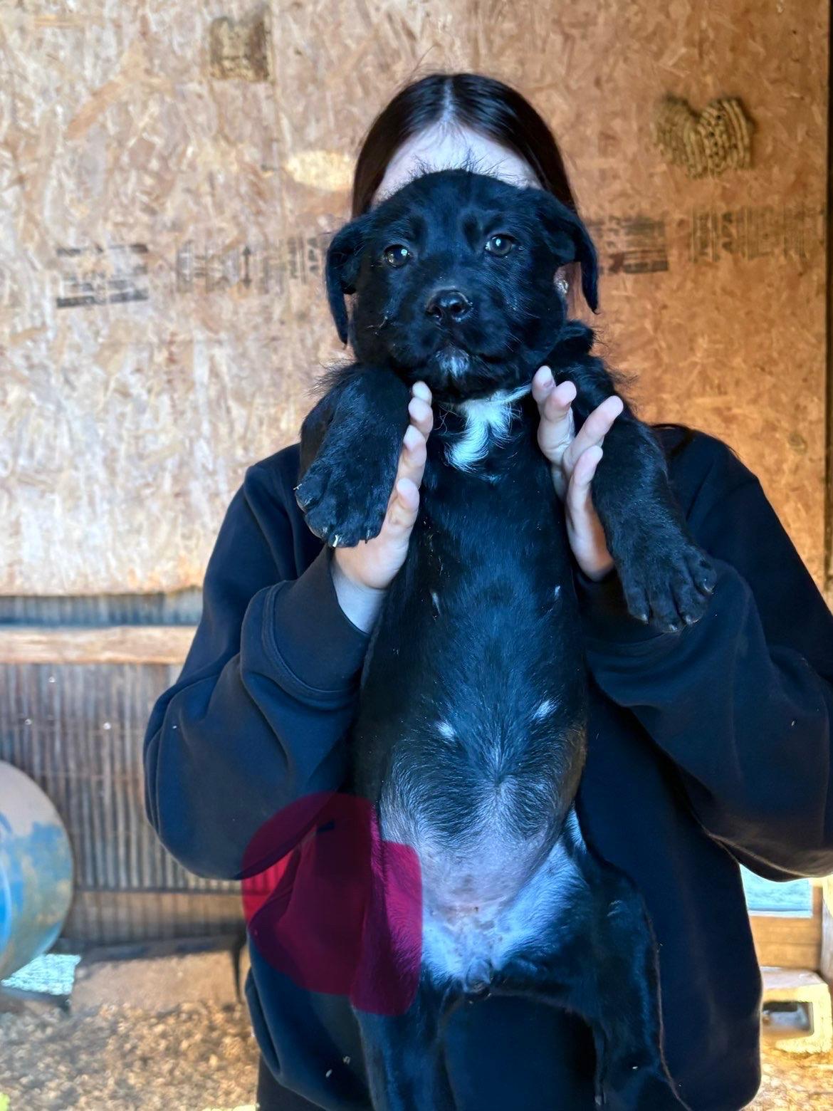 Enlarge Sprite, an adopted mixed breed in Zimmerman, MN image 2/2