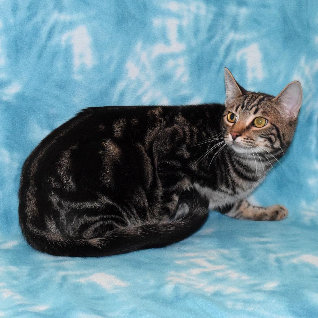 B.O.B, Adoptable, Young Male Domestic Short Hair.