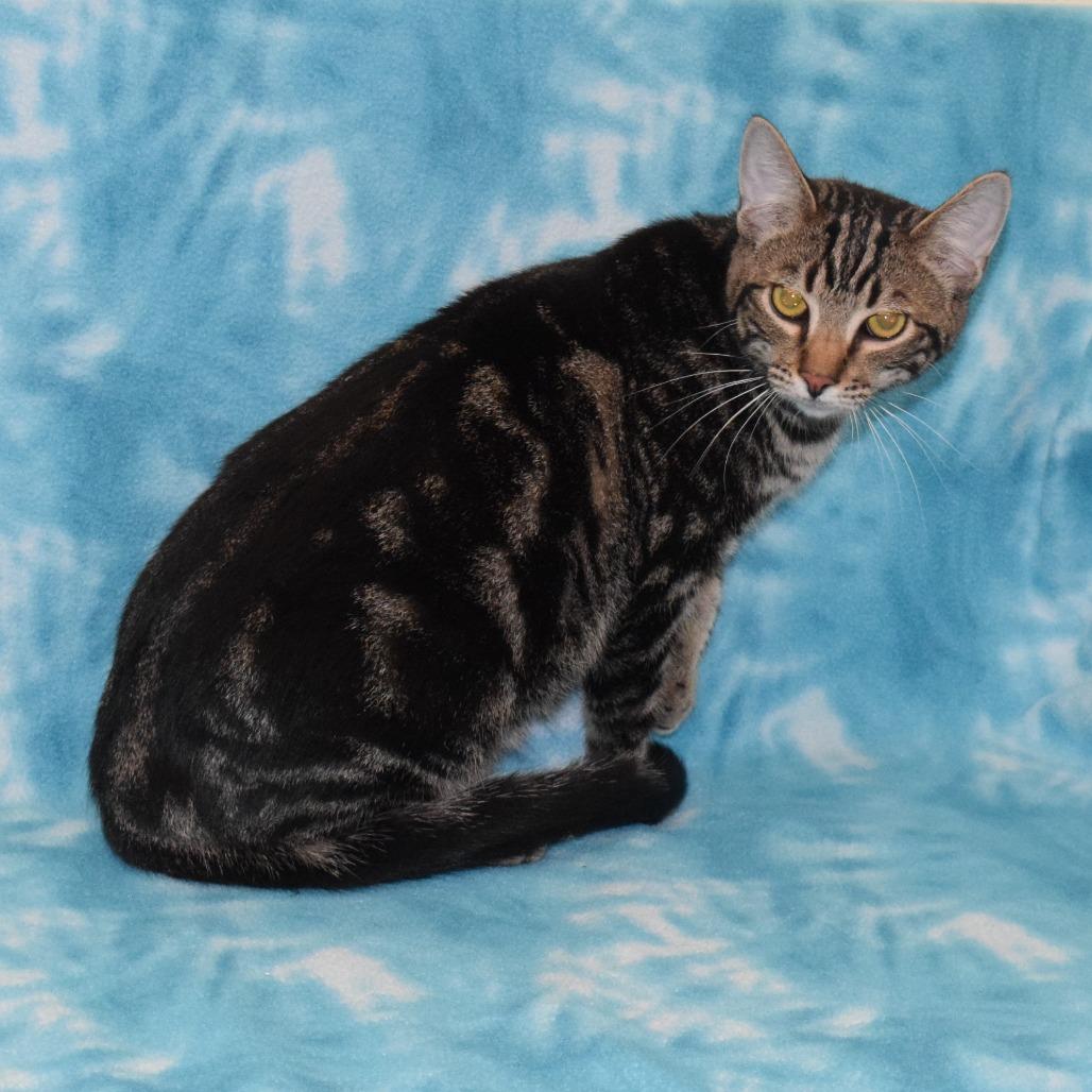 B.O.B, a Adoptable Domestic Short Hair in Eureka, CA image 3/5