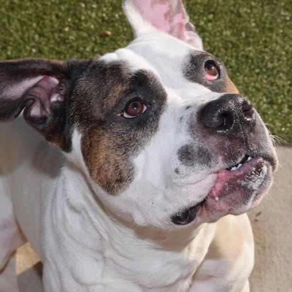 Enlarge Ruger, a Adoptable mixed breed in Des Moines, IA image 2/6