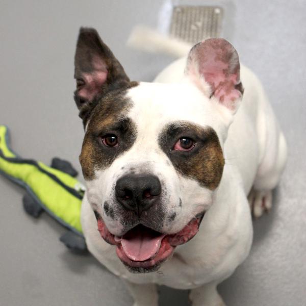 Enlarge Ruger, a Adoptable mixed breed in Des Moines, IA image 3/6