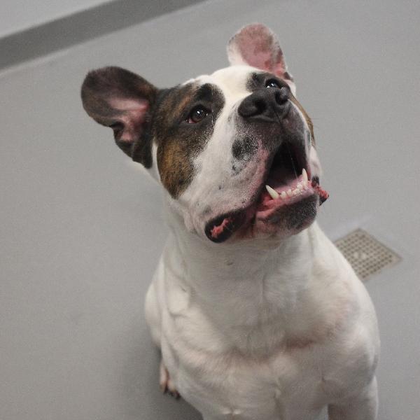 Enlarge Ruger, a Adoptable mixed breed in Des Moines, IA image 5/6