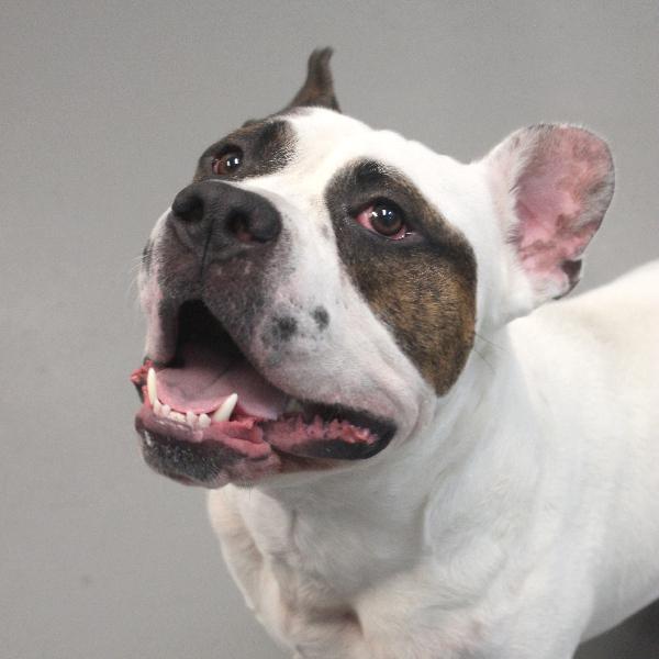 Enlarge Ruger, a Adoptable mixed breed in Des Moines, IA image 6/6