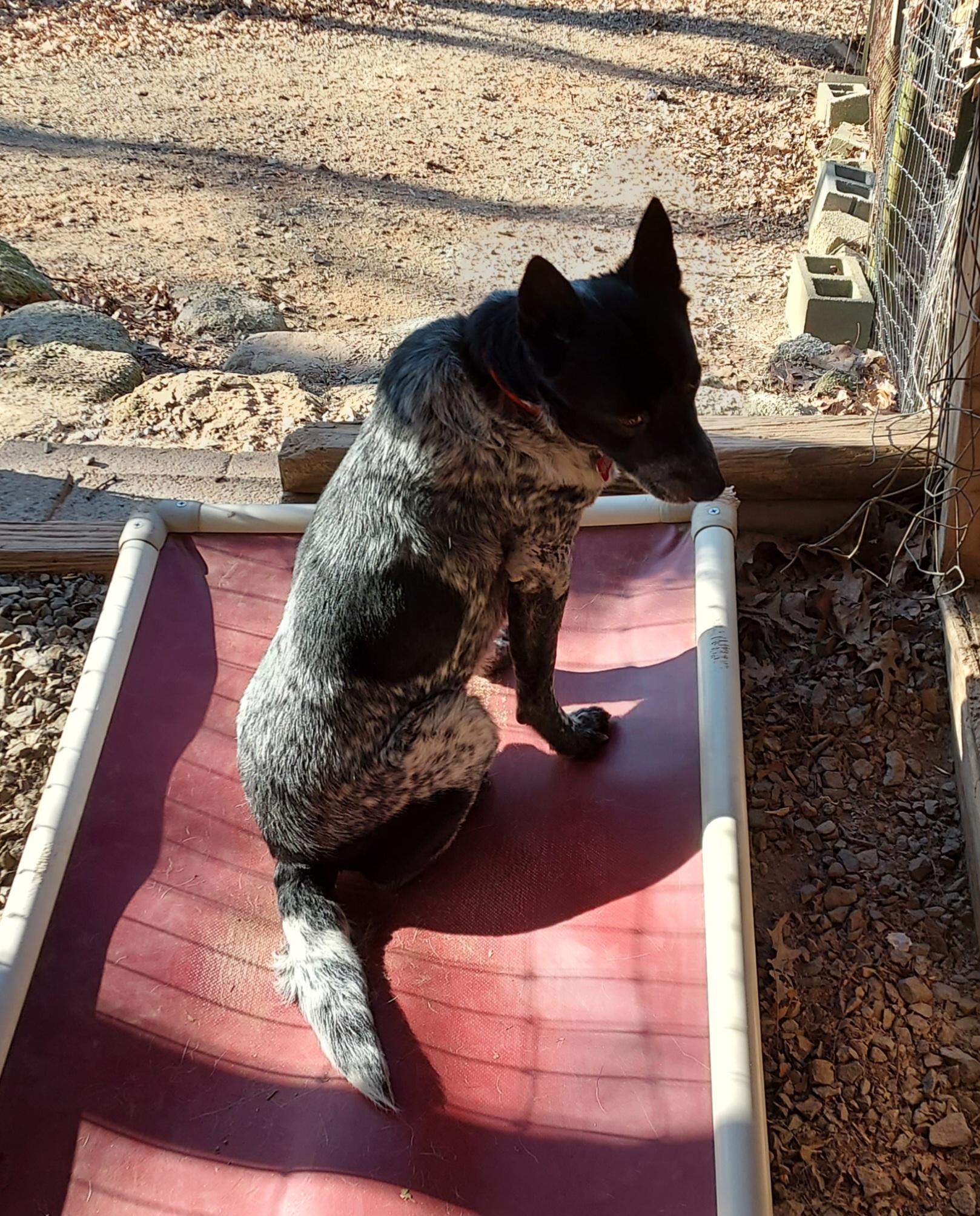 Enlarge Buddy, a Adoptable Australian Cattle Dog / Blue Heeler in Ellijay, GA image 3/6