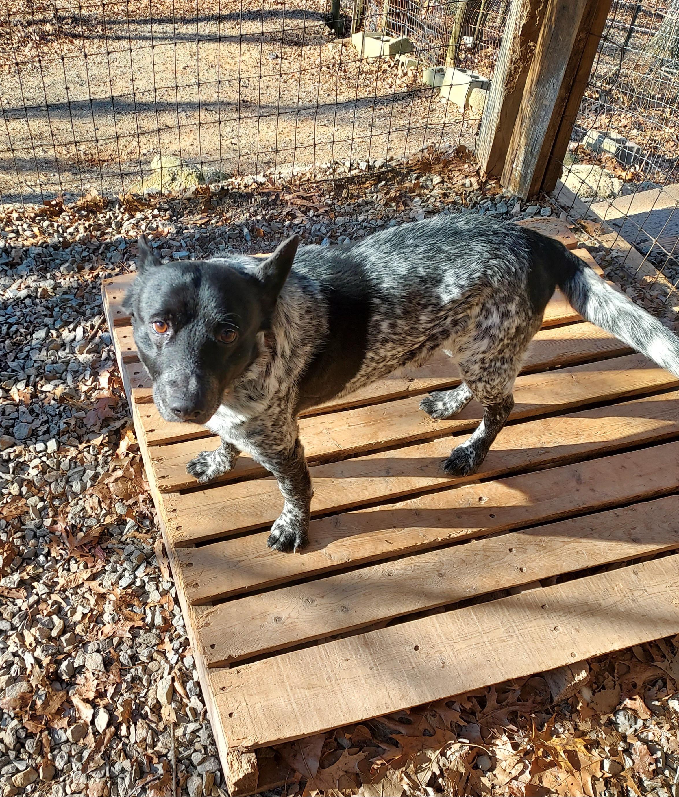 Enlarge Buddy, a Adoptable Australian Cattle Dog / Blue Heeler in Ellijay, GA image 4/6