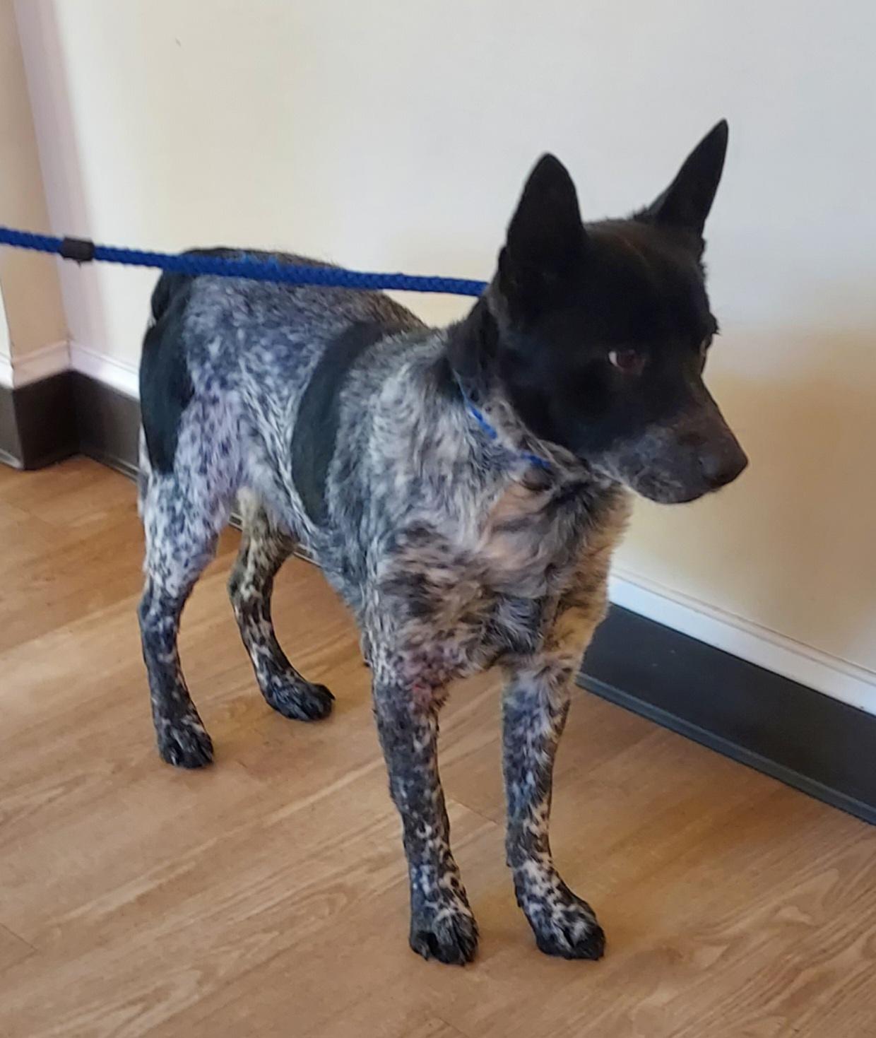 Enlarge Buddy, a Adoptable Australian Cattle Dog / Blue Heeler in Ellijay, GA image 5/6